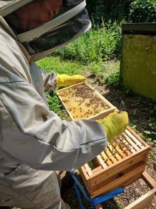 Checking Hives