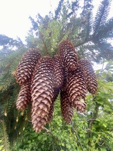 Cones