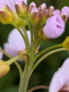 Cuckoo Flowers