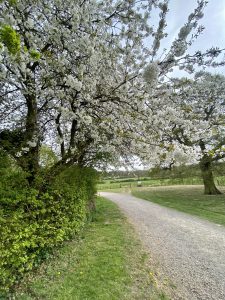 Spring Walk
