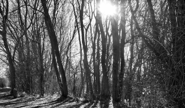 Country Park Winter 2 2022 DMW Aspect Ratio 650 380