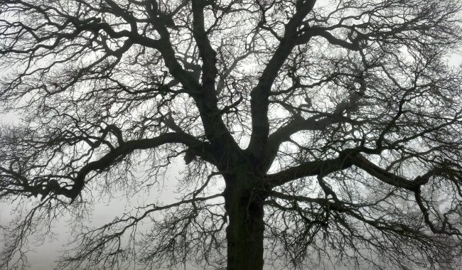 Tree With Picnic Benches 1 Scaled Aspect Ratio 650 380