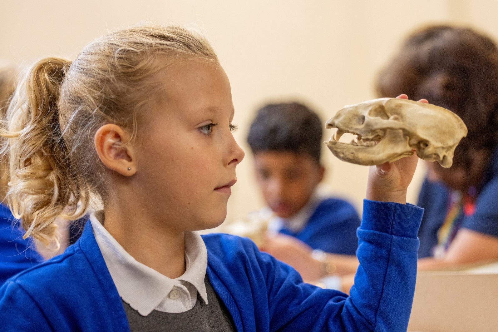 Pupil looks into the face of an animal skull at Charnwood Museum