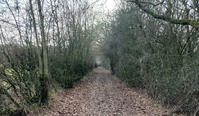 Walkway Aspect Ratio 650 380
