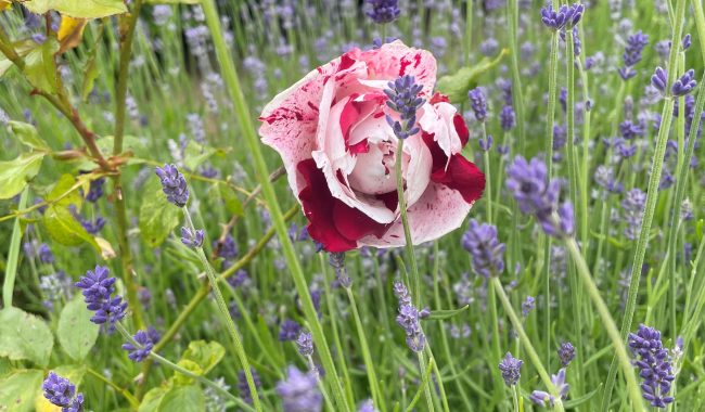 Rose And Lavender Scaled Aspect Ratio 650 380