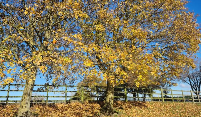 20231111 112151 Scaled Aspect Ratio 650 380