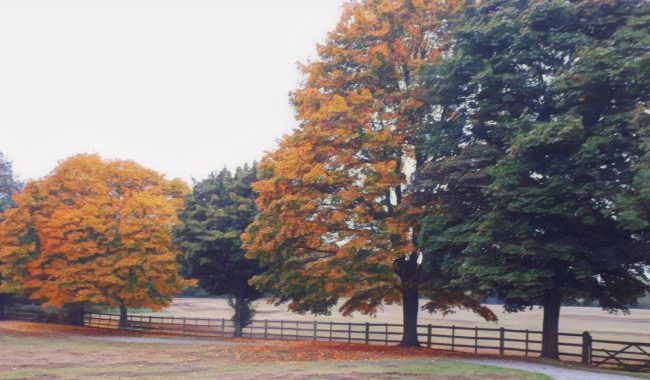 Possible Autumn Scaled Aspect Ratio 650 380