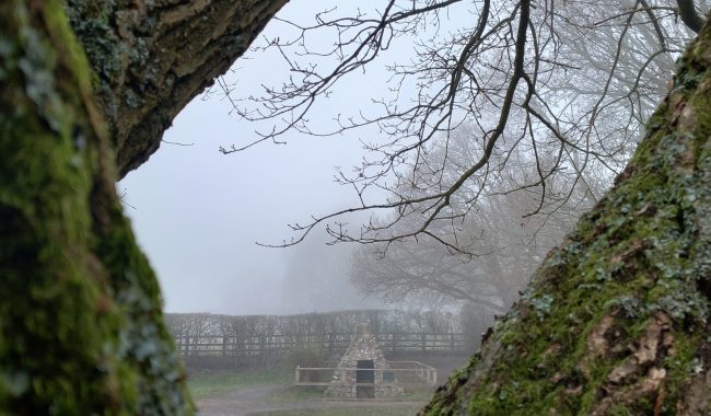 Well Thru Trees Scaled Aspect Ratio 650 380